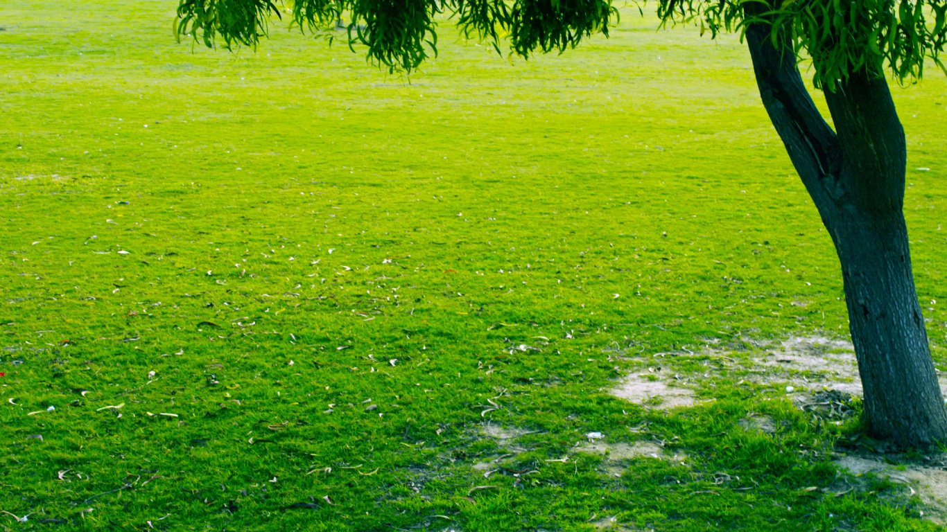 Campo de Hierba Verde Con Árboles Verdes. Wallpaper in 1366x768 Resolution