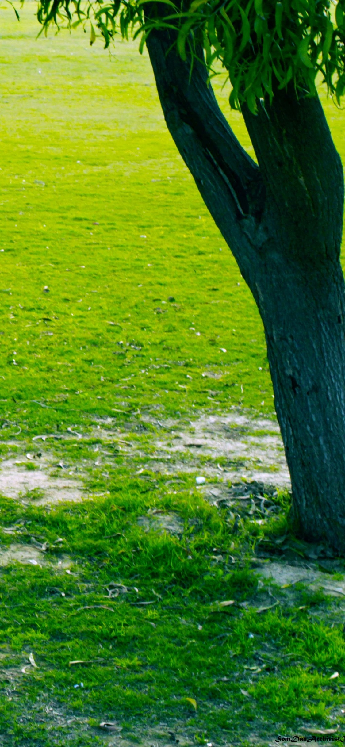 Green Grass Field With Green Trees. Wallpaper in 1125x2436 Resolution