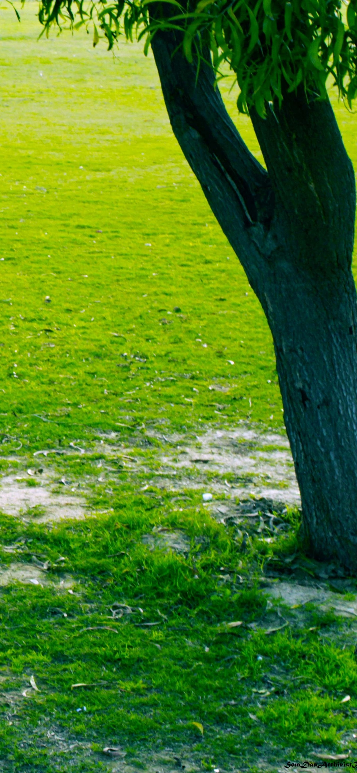 Green Grass Field With Green Trees. Wallpaper in 1242x2688 Resolution