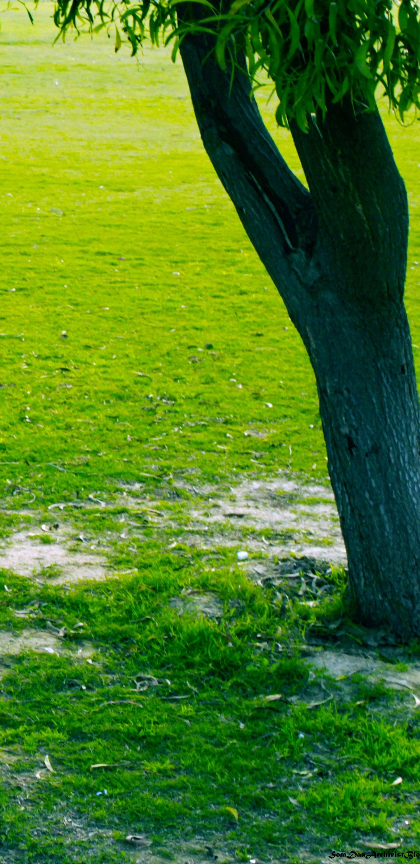 Green Grass Field With Green Trees. Wallpaper in 1440x2960 Resolution