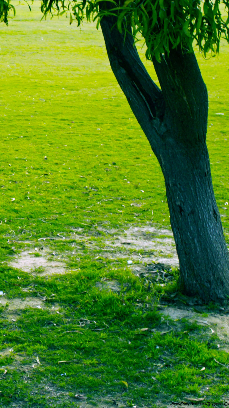 Green Grass Field With Green Trees. Wallpaper in 750x1334 Resolution