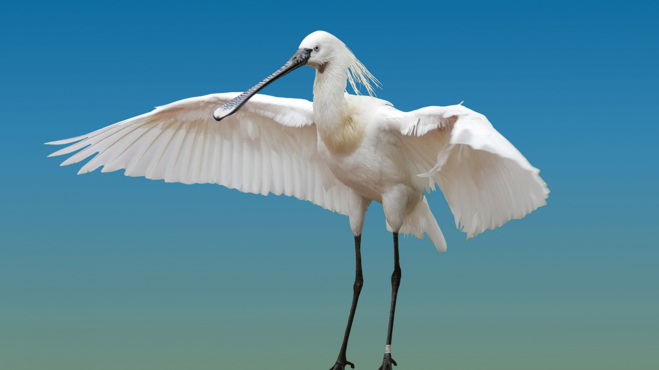 Oiseau Blanc Volant Au-dessus de L'eau. Wallpaper in 1280x720 Resolution