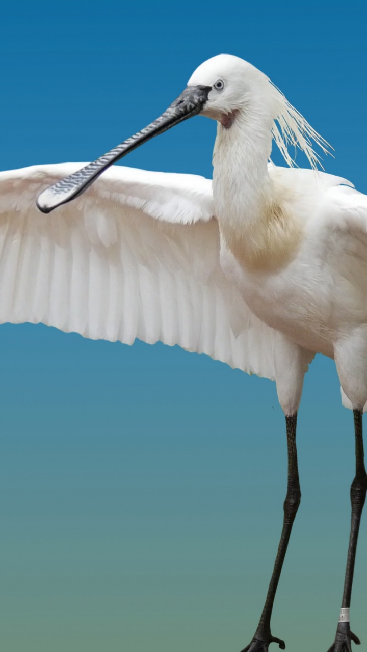 Pájaro Blanco Volando Sobre el Agua. Wallpaper in 720x1280 Resolution