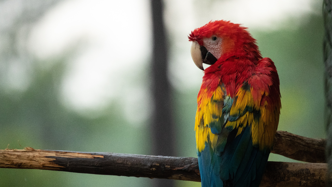 Loro Rojo Amarillo y Azul en la Rama de un Árbol Marrón. Wallpaper in 1366x768 Resolution