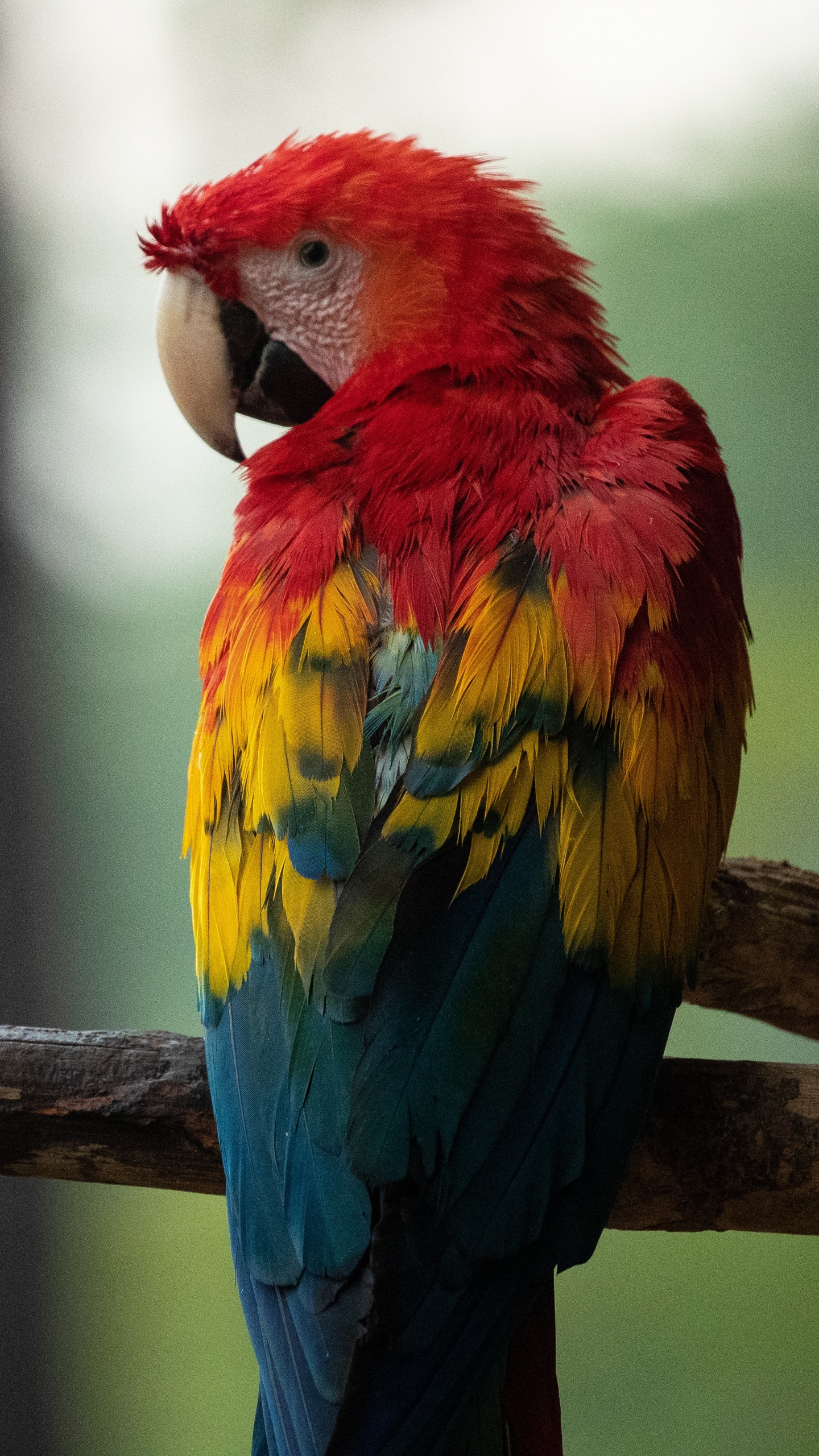 Loro Rojo Amarillo y Azul en la Rama de un Árbol Marrón. Wallpaper in 1440x2560 Resolution