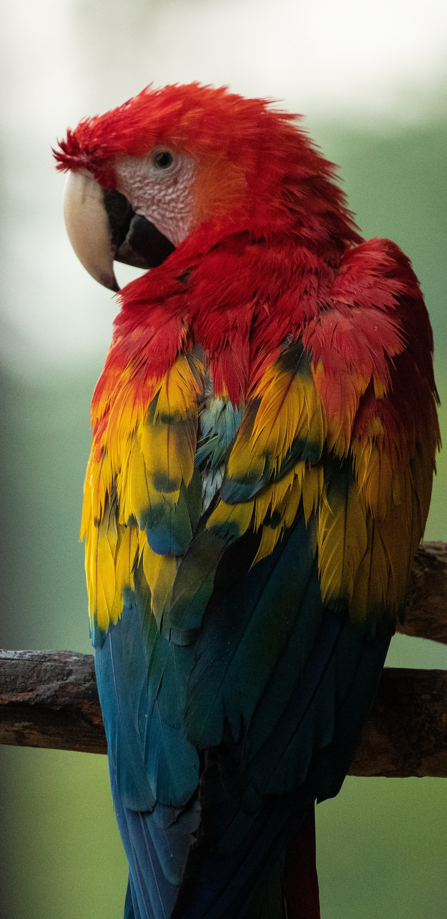 Loro Rojo Amarillo y Azul en la Rama de un Árbol Marrón. Wallpaper in 1440x2960 Resolution