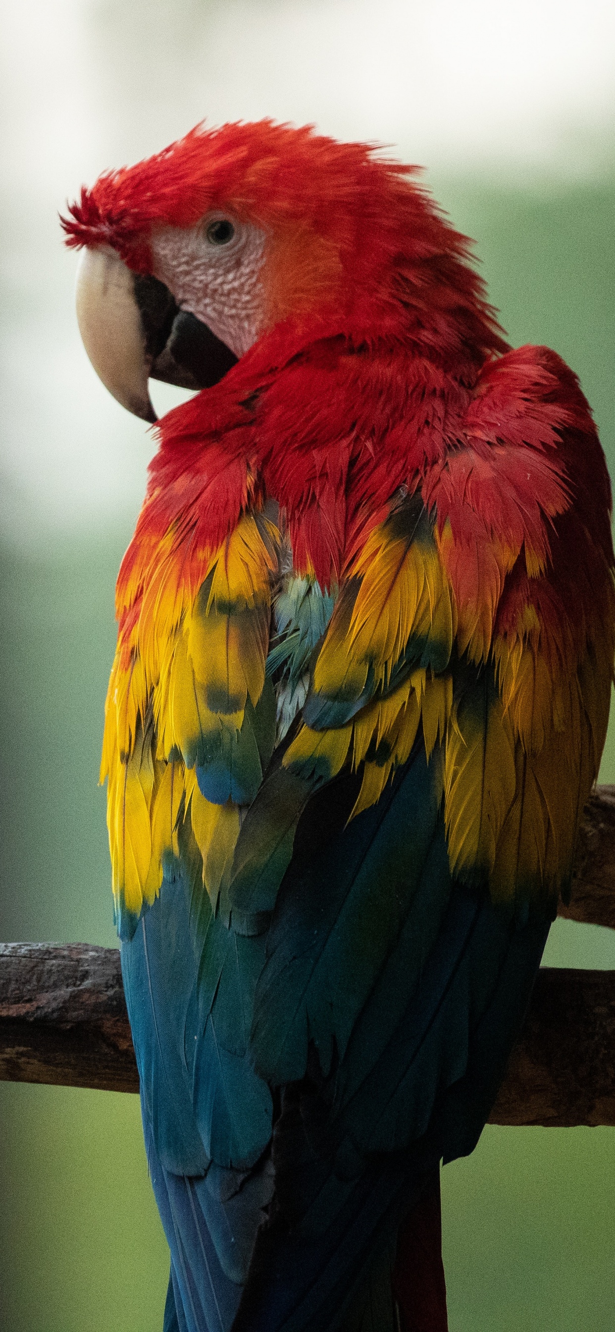 Red Yellow and Blue Parrot on Brown Tree Branch. Wallpaper in 1242x2688 Resolution