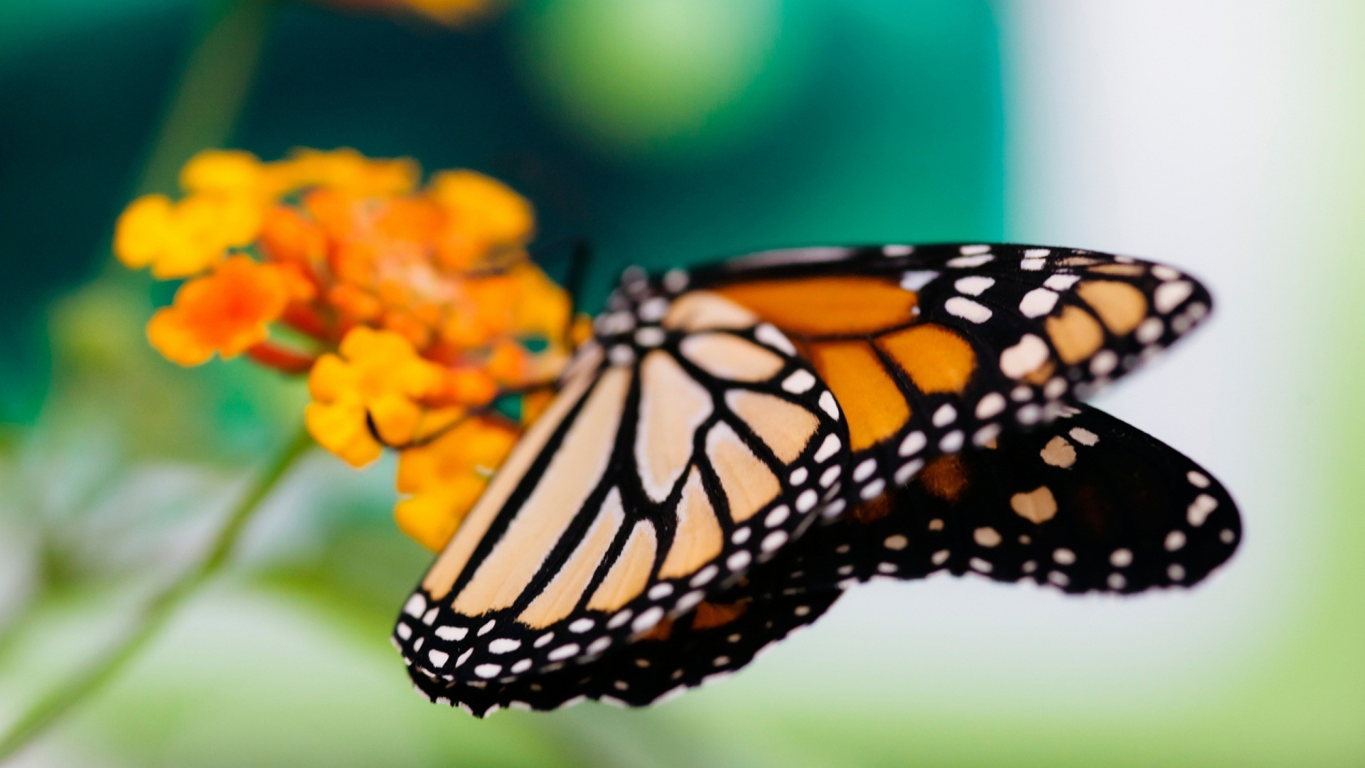 Monarch Butterfly Perched on Yellow Flower in Close up Photography During Daytime. Wallpaper in 1920x1080 Resolution
