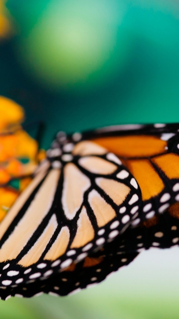 Monarch Butterfly Perched on Yellow Flower in Close up Photography During Daytime. Wallpaper in 720x1280 Resolution