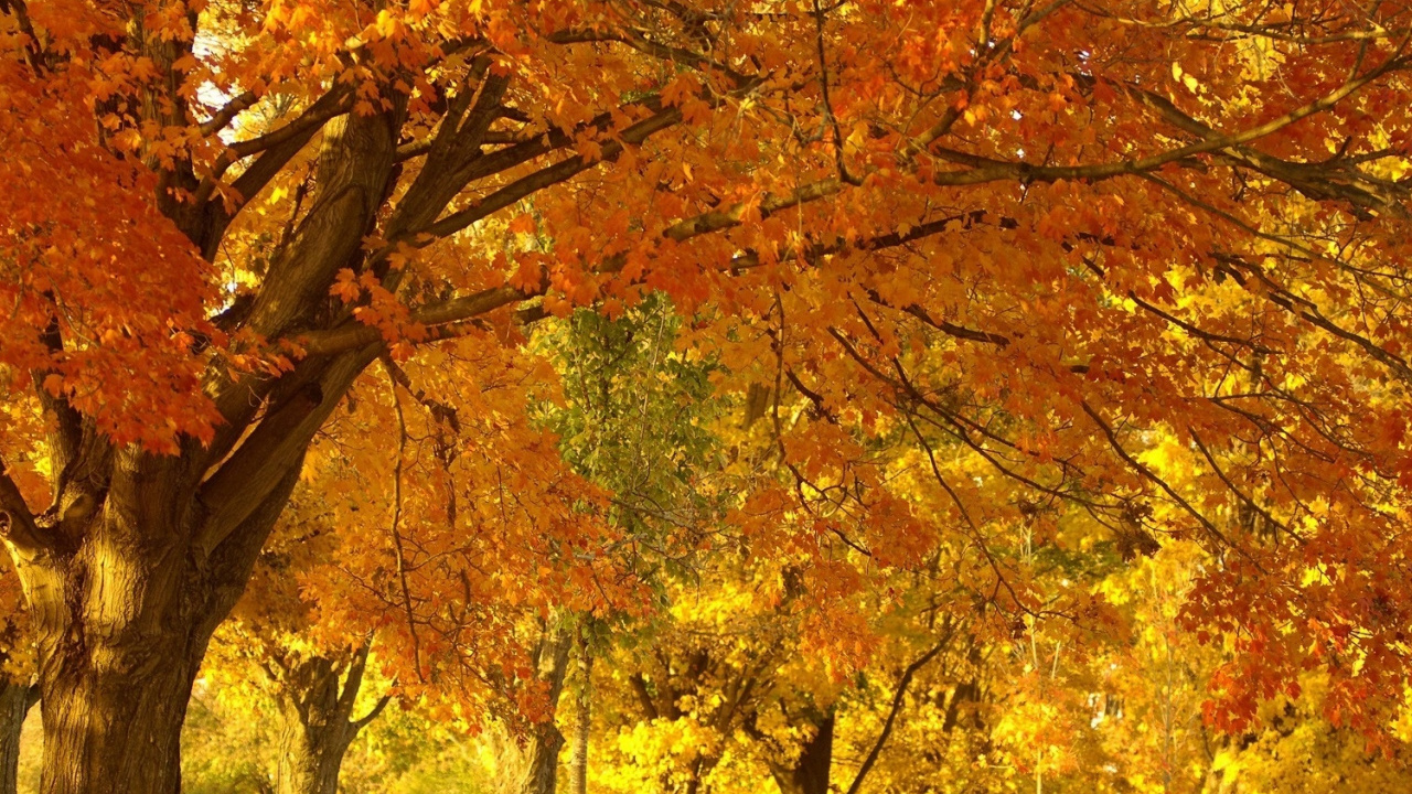 Arbres Bruns et Jaunes Sur Terrain D'herbe Verte Pendant la Journée. Wallpaper in 1280x720 Resolution