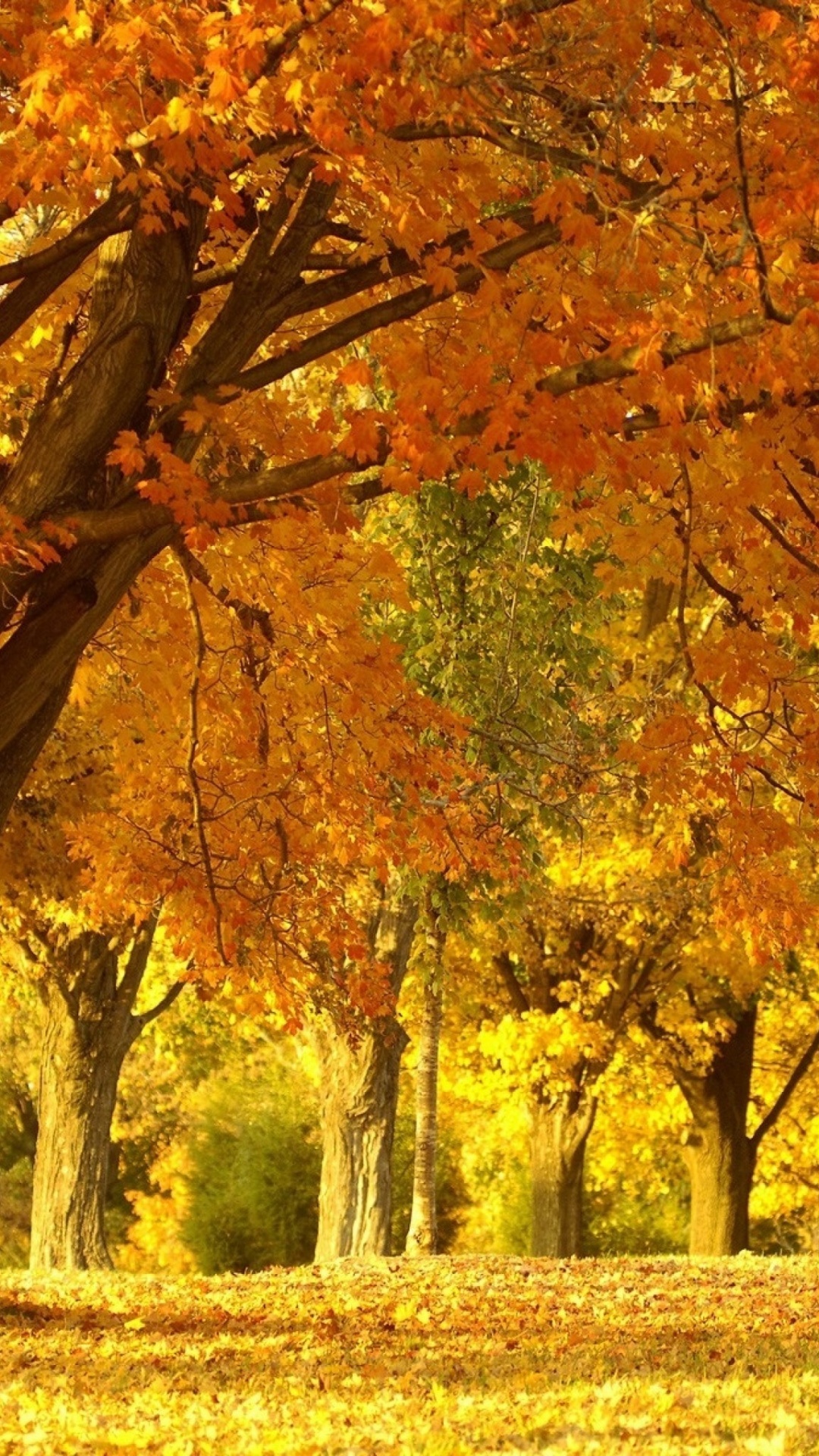 Brown and Yellow Trees on Green Grass Field During Daytime. Wallpaper in 1080x1920 Resolution