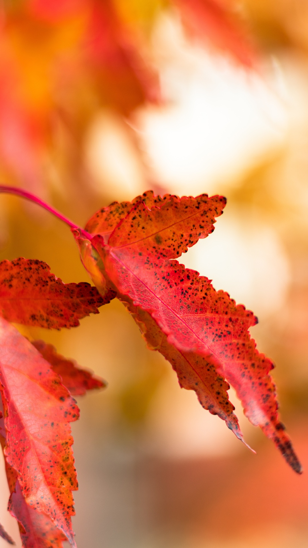 Leaf, Red, Autumn, Tree, Yellow. Wallpaper in 1080x1920 Resolution