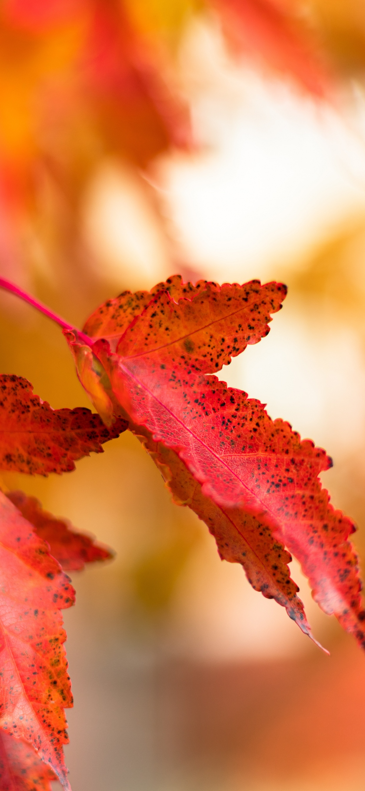 Leaf, Red, Autumn, Tree, Yellow. Wallpaper in 1242x2688 Resolution