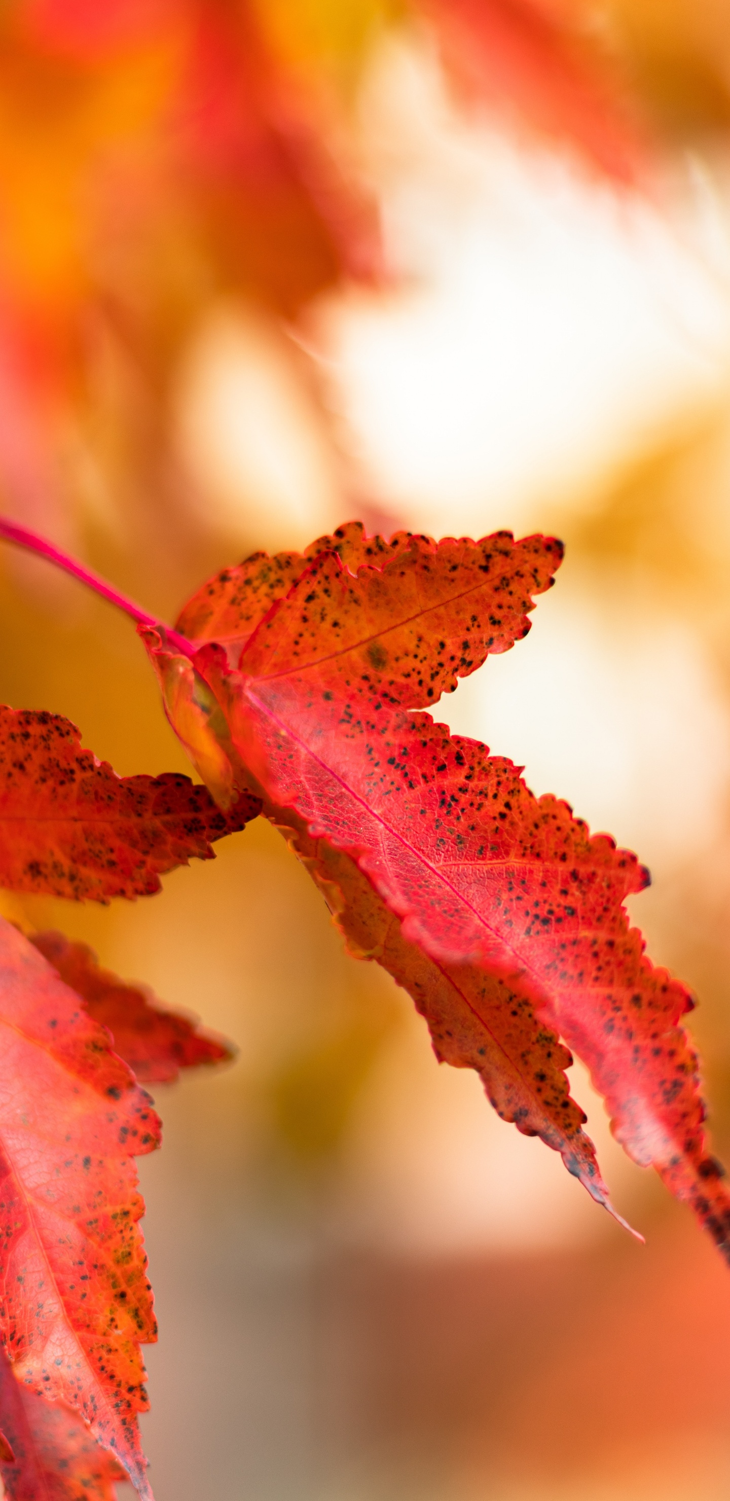 Leaf, Red, Autumn, Tree, Yellow. Wallpaper in 1440x2960 Resolution