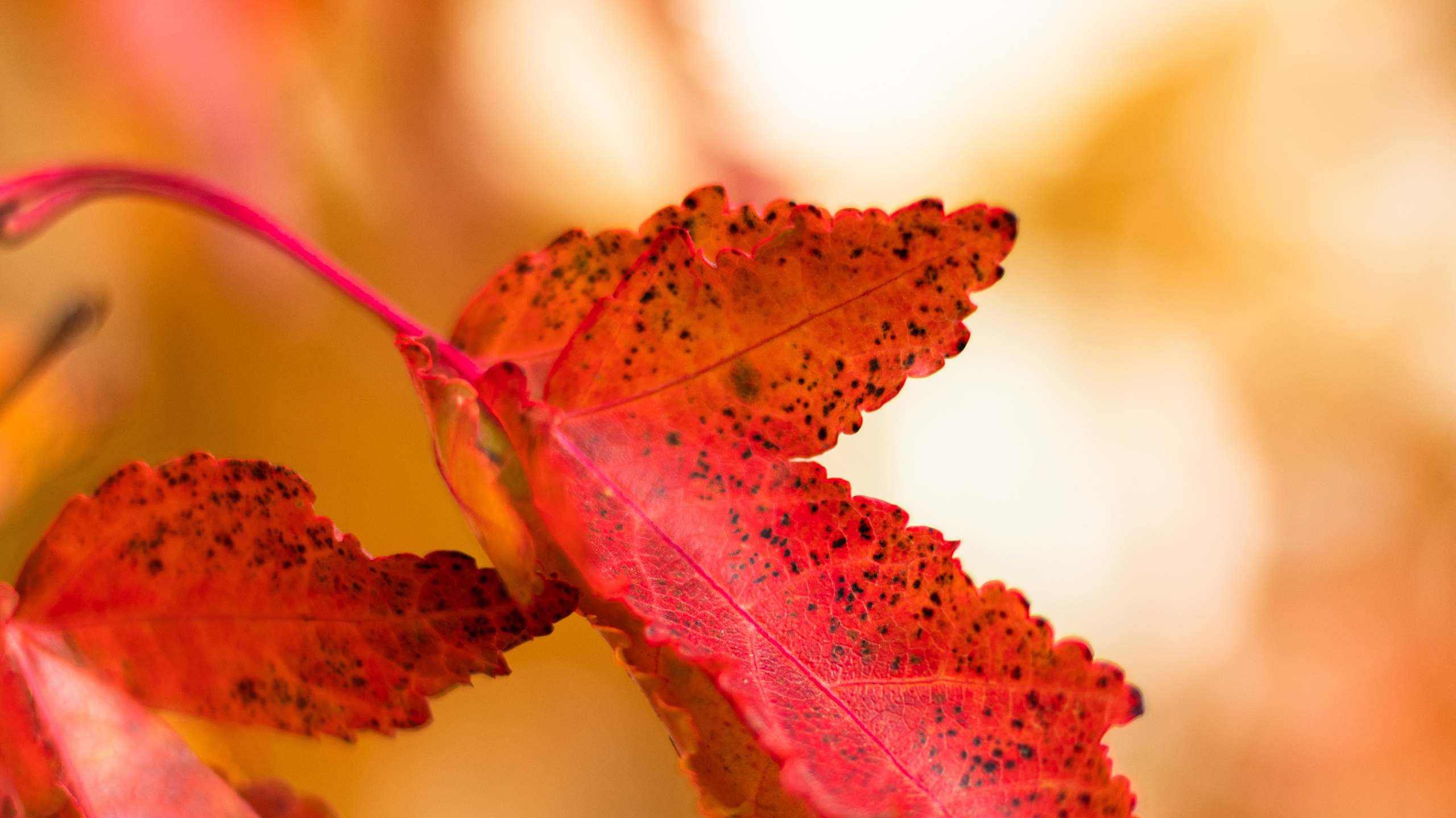 Blatt, Herbst, Baum, Gelb, Orange. Wallpaper in 2560x1440 Resolution