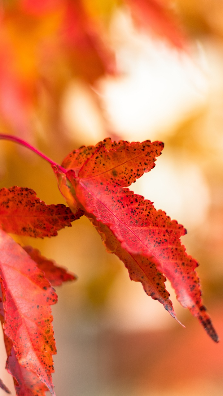 Feuille, Red, Jaune, Orange, Plante. Wallpaper in 720x1280 Resolution