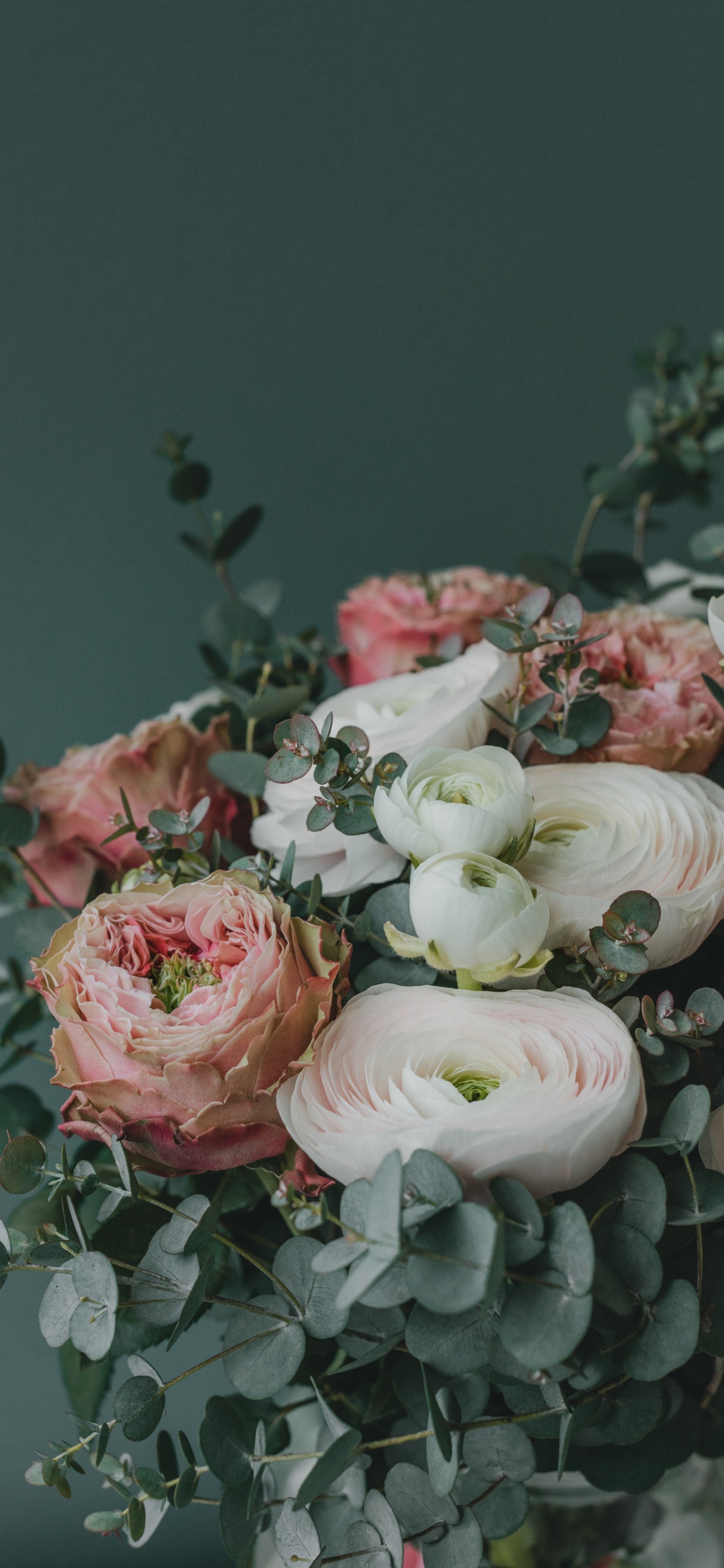 Flower, Petal, Plant, Pink, Hybrid Tea Rose. Wallpaper in 1242x2688 Resolution