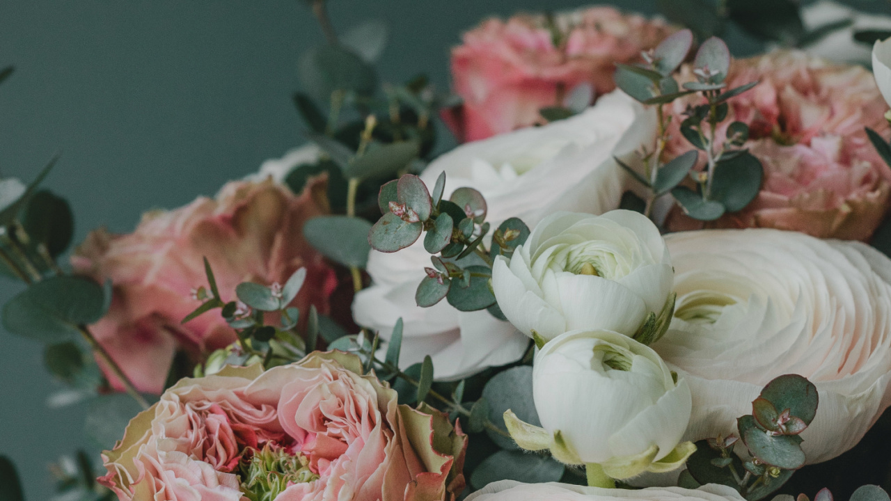 Flower, Petal, Plant, Pink, Hybrid Tea Rose. Wallpaper in 1280x720 Resolution