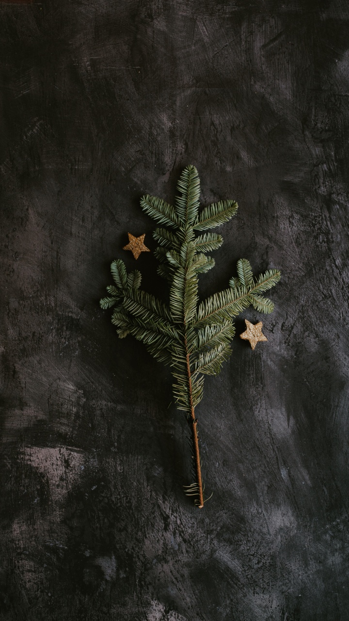 Green and Brown Plant on Black Surface. Wallpaper in 720x1280 Resolution