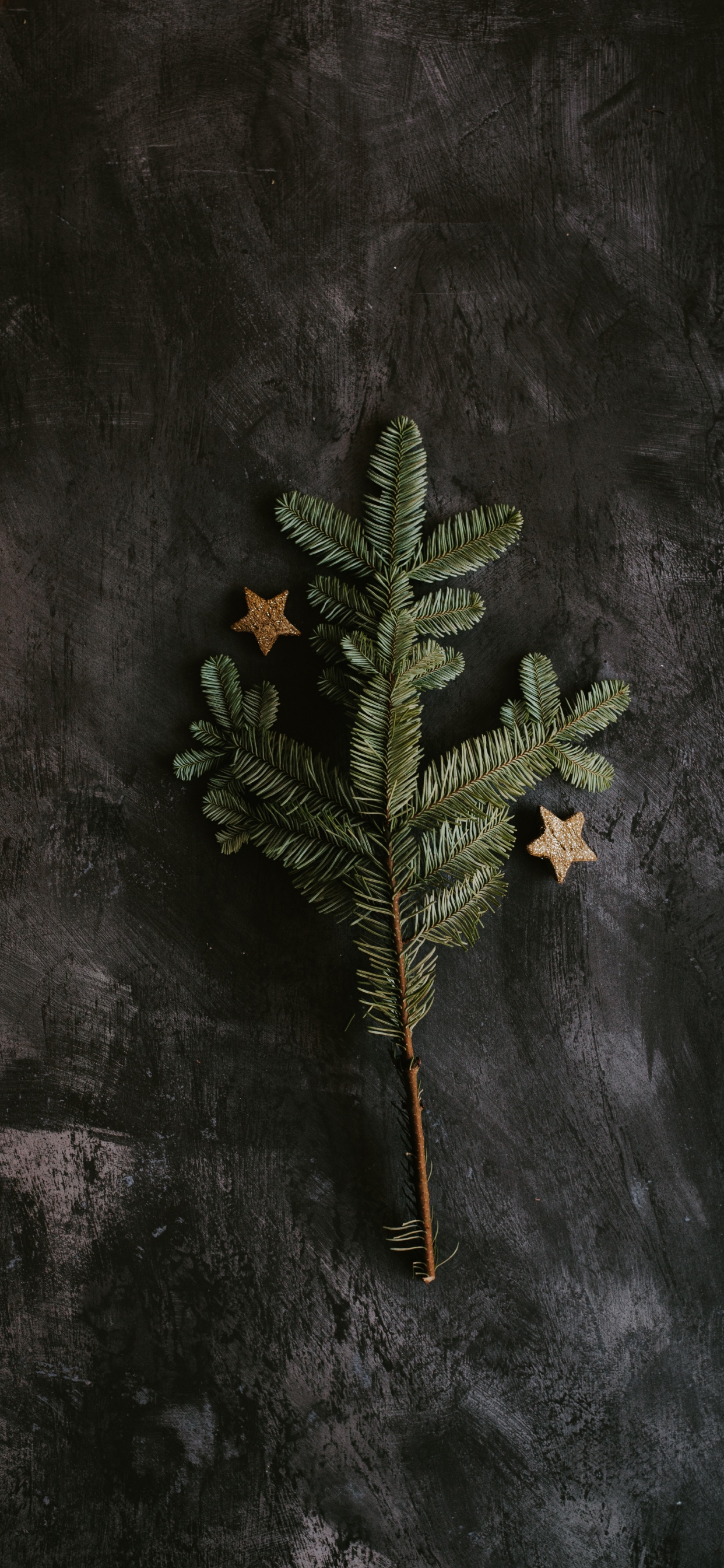 Plante Verte et Brune Sur Une Surface Noire. Wallpaper in 1242x2688 Resolution