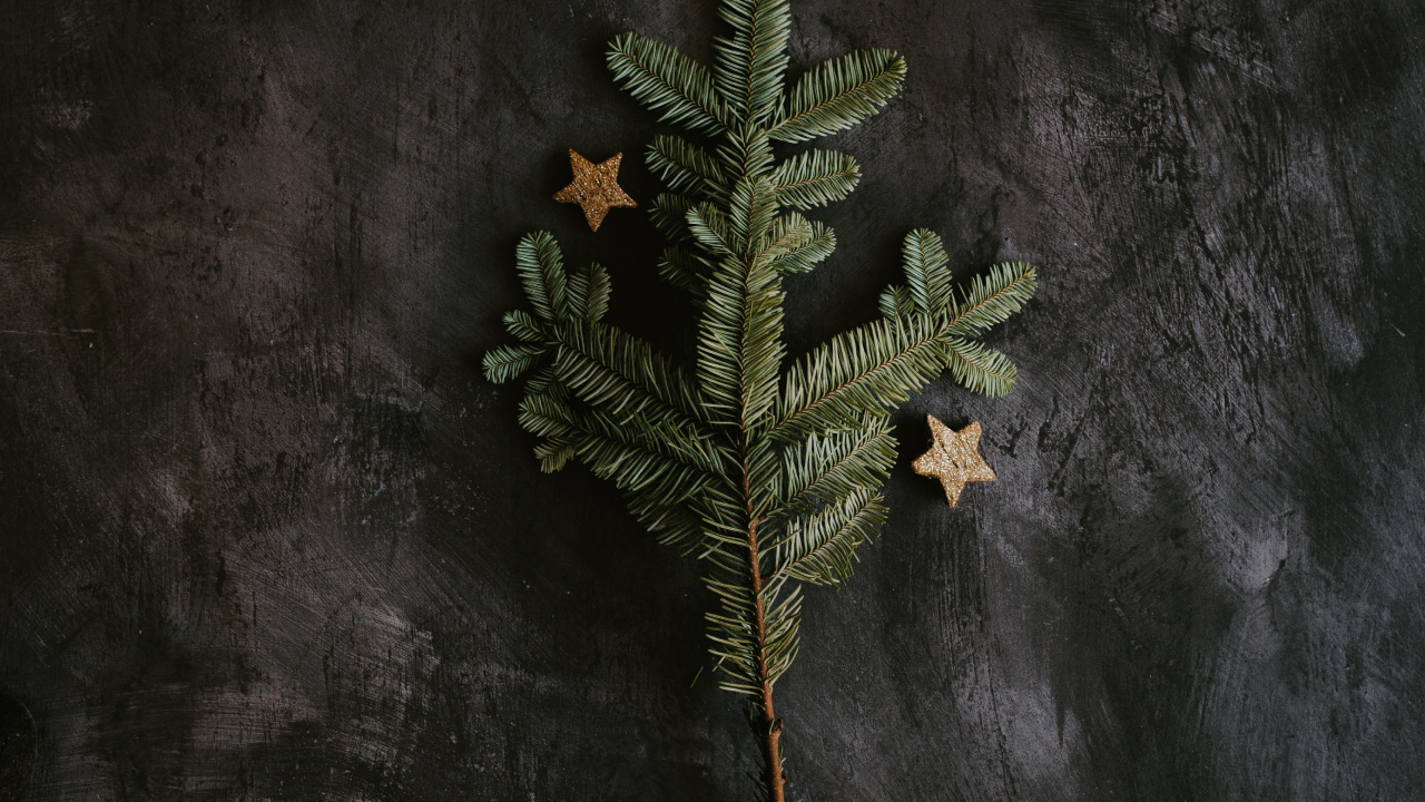 Plante Verte et Brune Sur Une Surface Noire. Wallpaper in 1280x720 Resolution