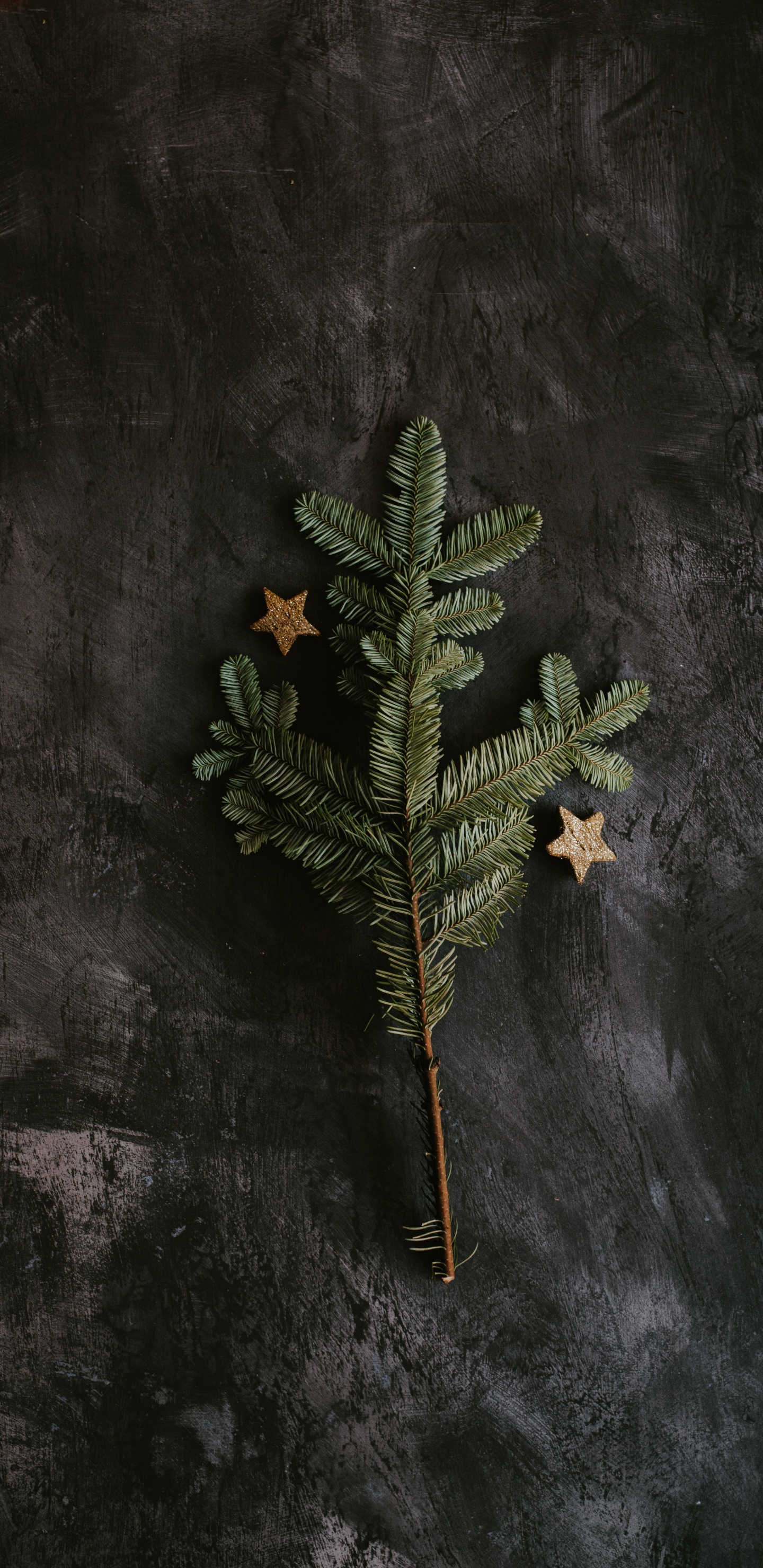 Plante Verte et Brune Sur Une Surface Noire. Wallpaper in 1440x2960 Resolution