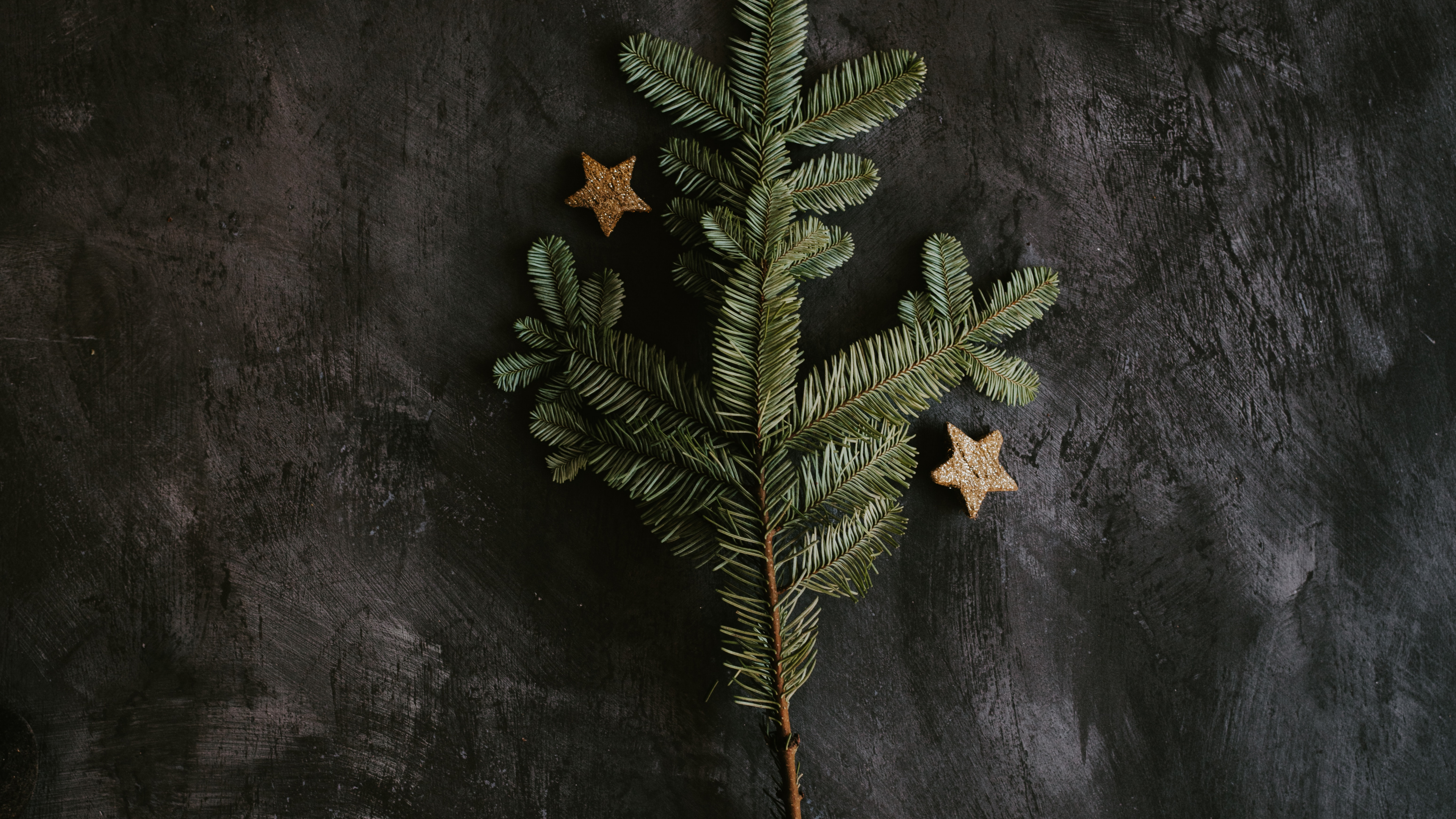 Plante Verte et Brune Sur Une Surface Noire. Wallpaper in 3840x2160 Resolution