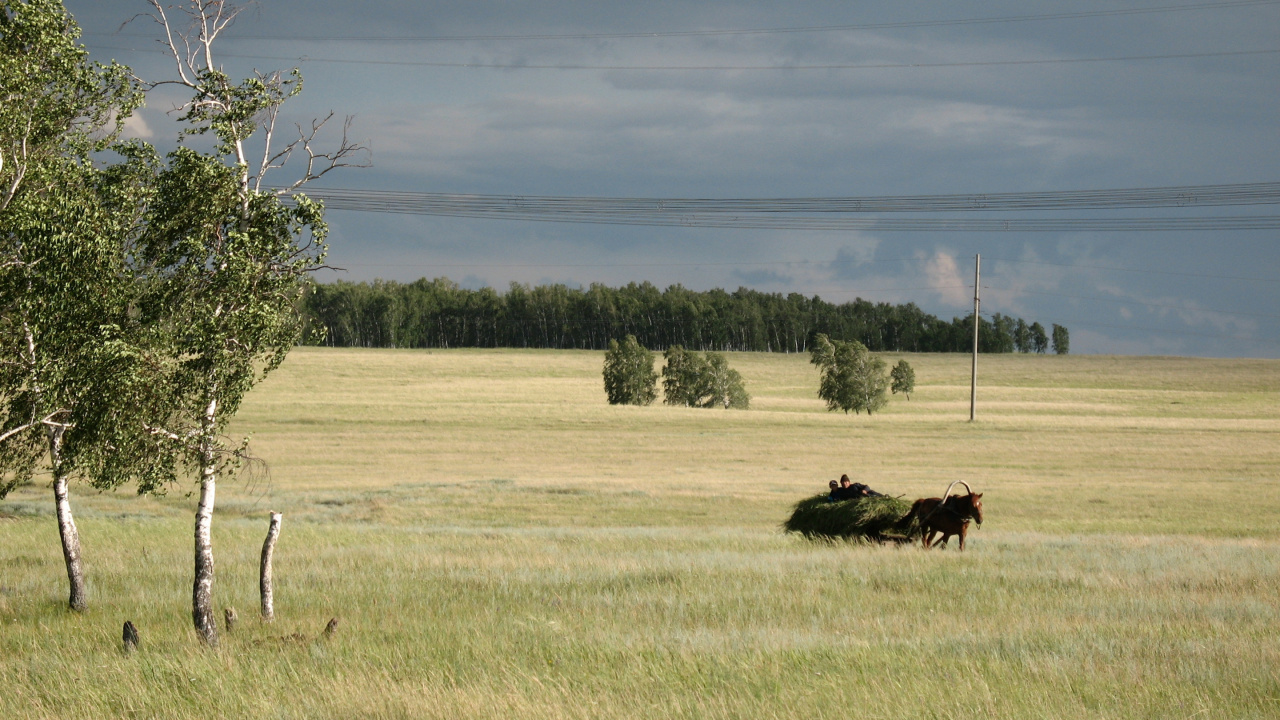 Vache Noire Sur Terrain D'herbe Verte Pendant la Journée. Wallpaper in 1280x720 Resolution