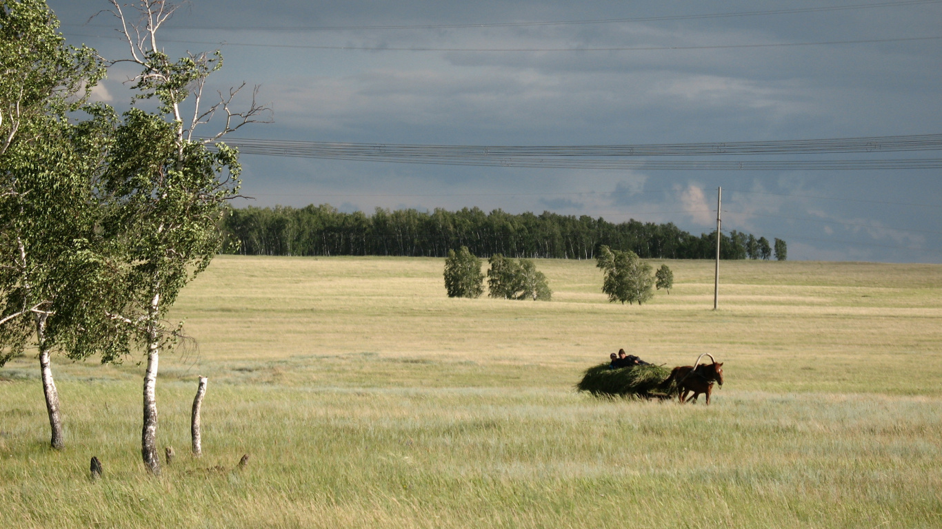 Vache Noire Sur Terrain D'herbe Verte Pendant la Journée. Wallpaper in 1366x768 Resolution