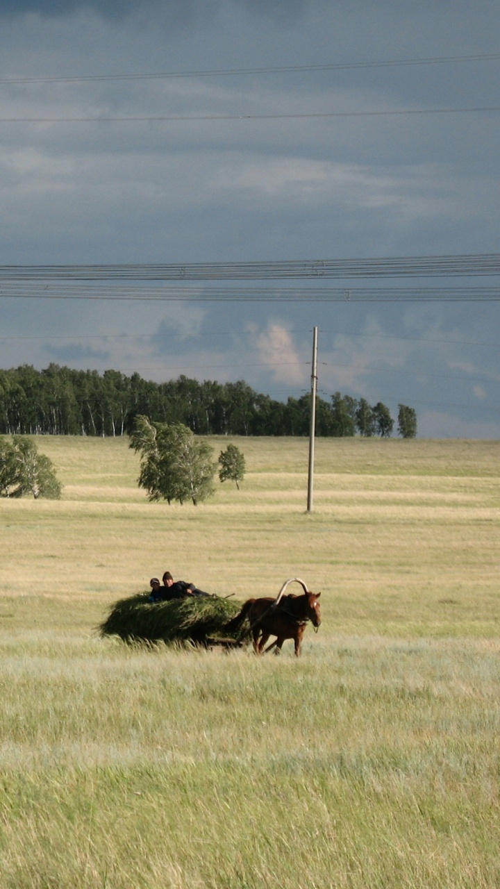 Black Cow on Green Grass Field During Daytime. Wallpaper in 720x1280 Resolution