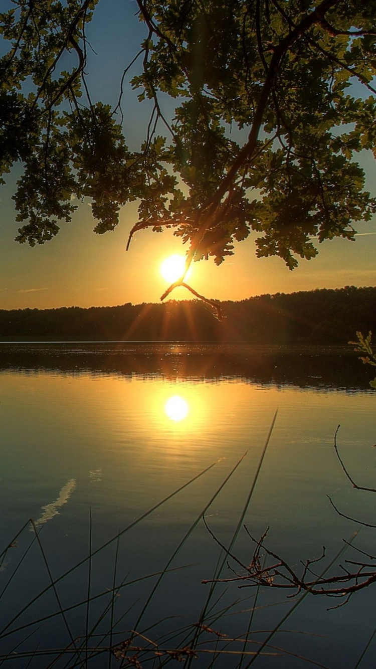Green Tree Near Body of Water During Sunset. Wallpaper in 750x1334 Resolution