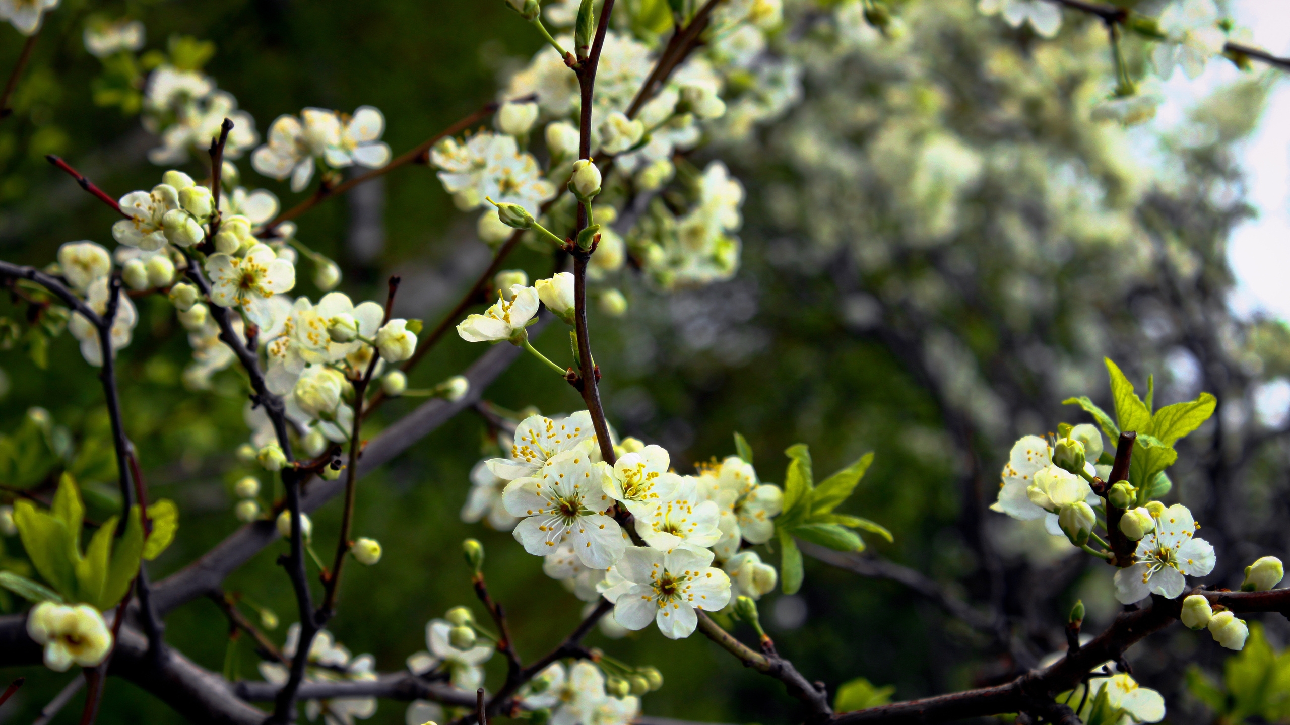 White Flowers on Brown Tree Branch. Wallpaper in 2560x1440 Resolution