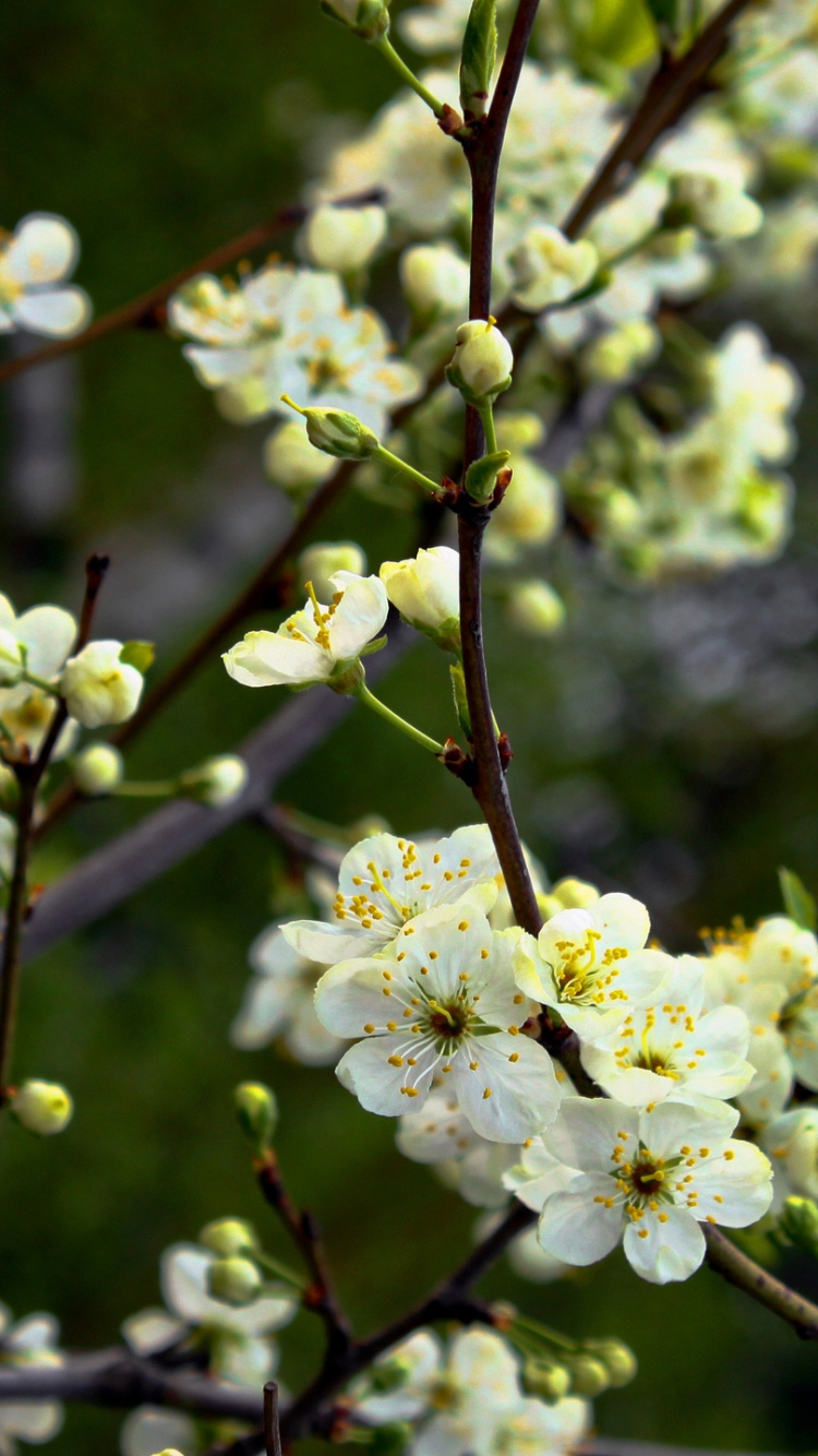 White Flowers on Brown Tree Branch. Wallpaper in 750x1334 Resolution