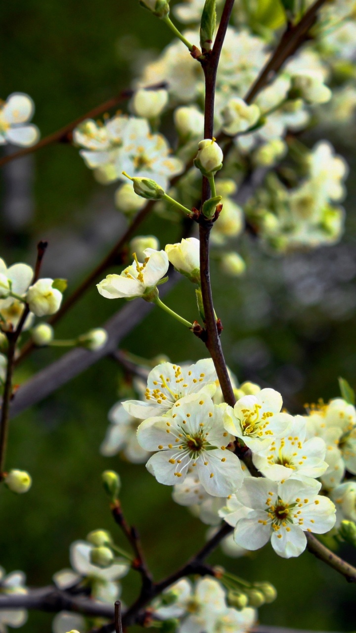 Fleurs Blanches Sur Une Branche D'arbre Marron. Wallpaper in 720x1280 Resolution
