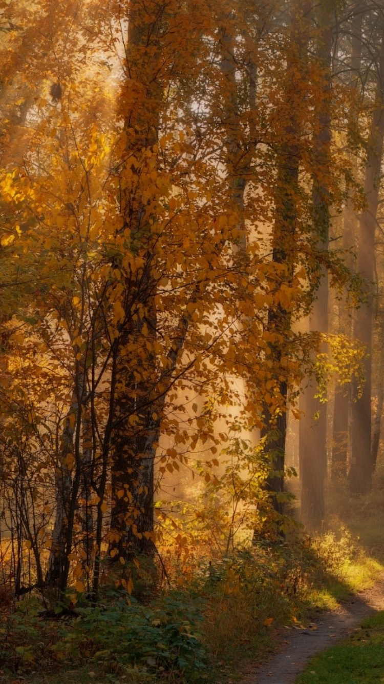 Brown Trees on Green Grass Field During Daytime. Wallpaper in 750x1334 Resolution