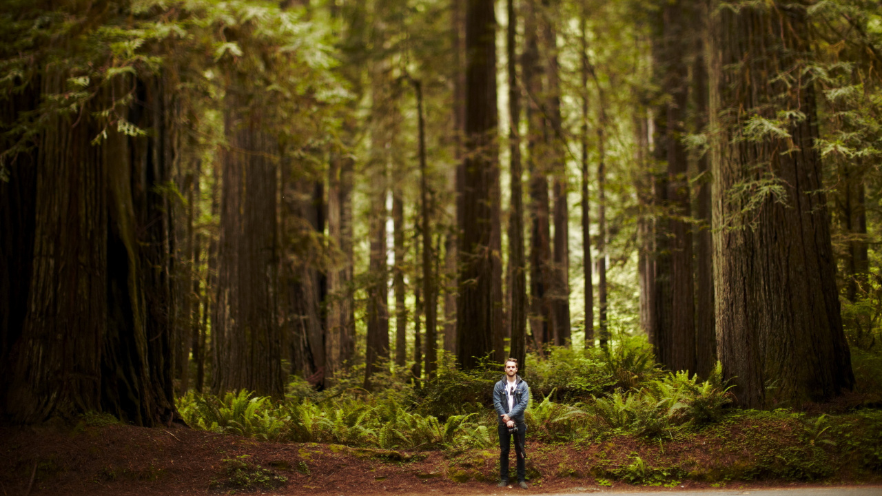 Person in Blue Jacket Walking on Forest During Daytime. Wallpaper in 1280x720 Resolution