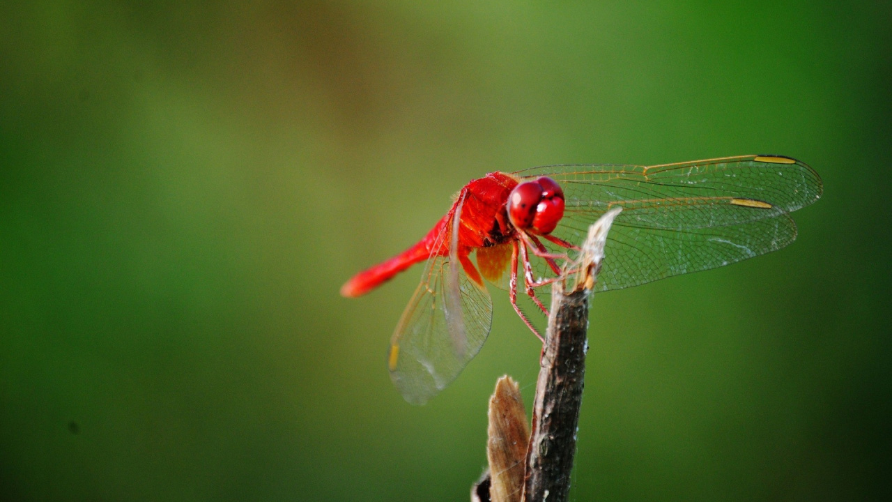 Libélula Roja Posada Sobre un Palo Marrón en Fotografía de Cerca Durante el Día. Wallpaper in 1280x720 Resolution