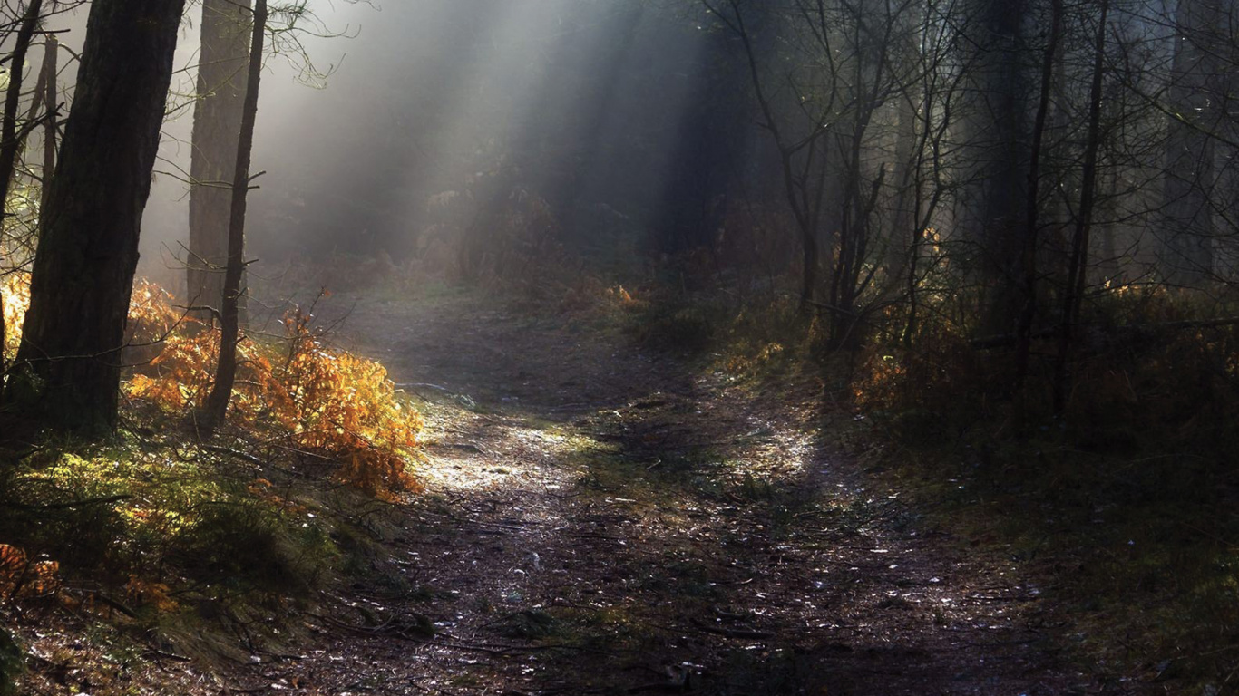 Tagsüber Grüne Bäume im Wald. Wallpaper in 1366x768 Resolution
