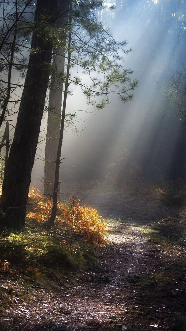 Green Trees on Forest During Daytime. Wallpaper in 750x1334 Resolution