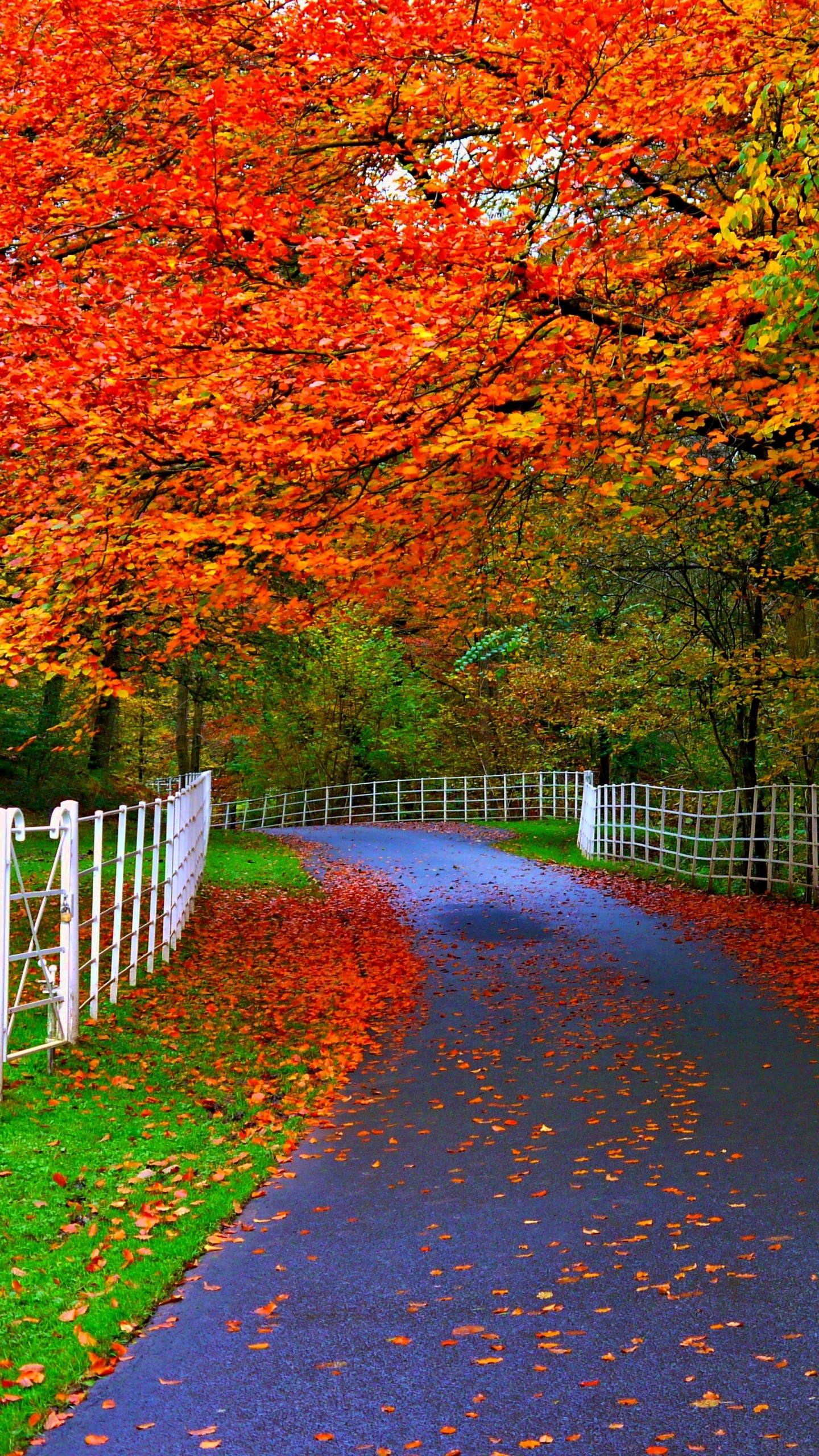 Camino Marrón Entre Árboles Marrones. Wallpaper in 1440x2560 Resolution