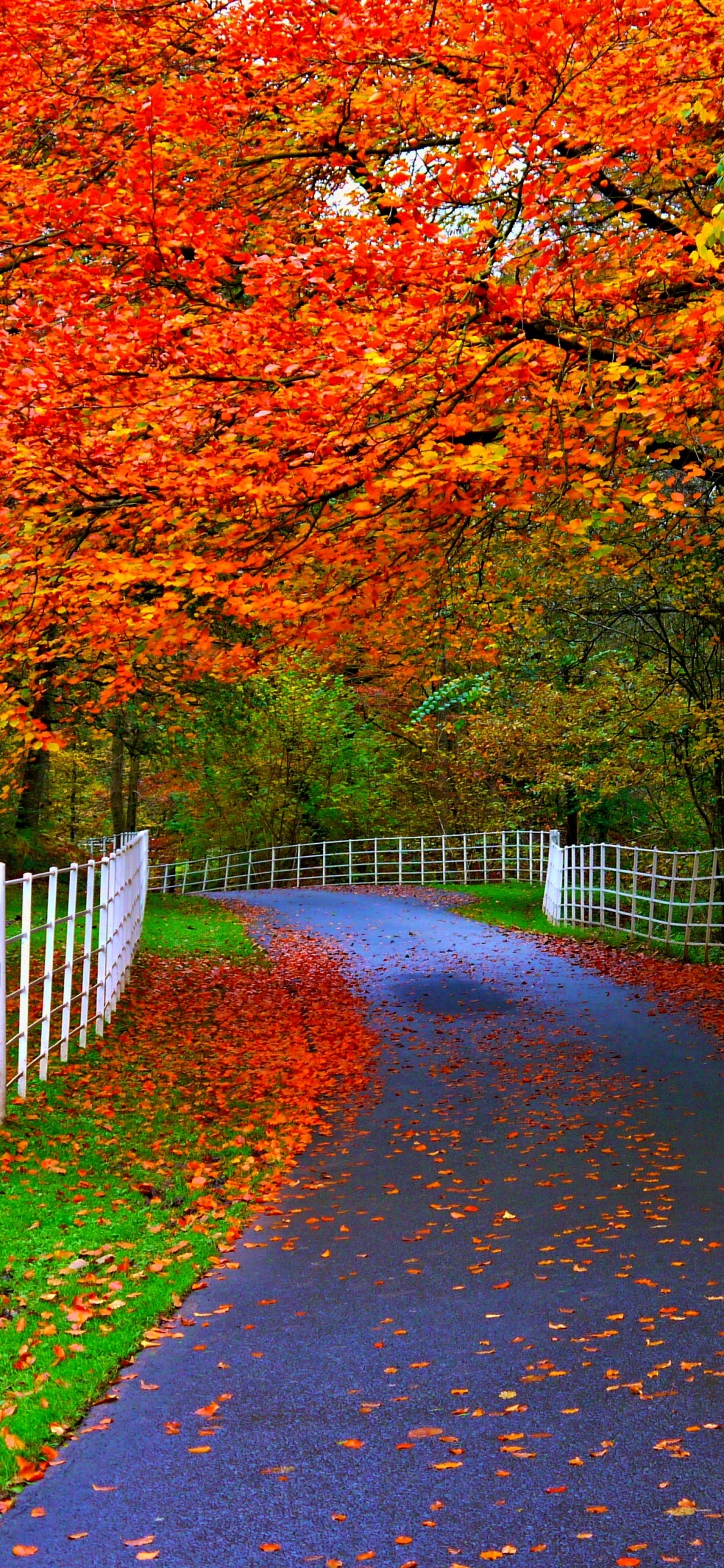 Brown Pathway Between Brown Trees. Wallpaper in 1125x2436 Resolution