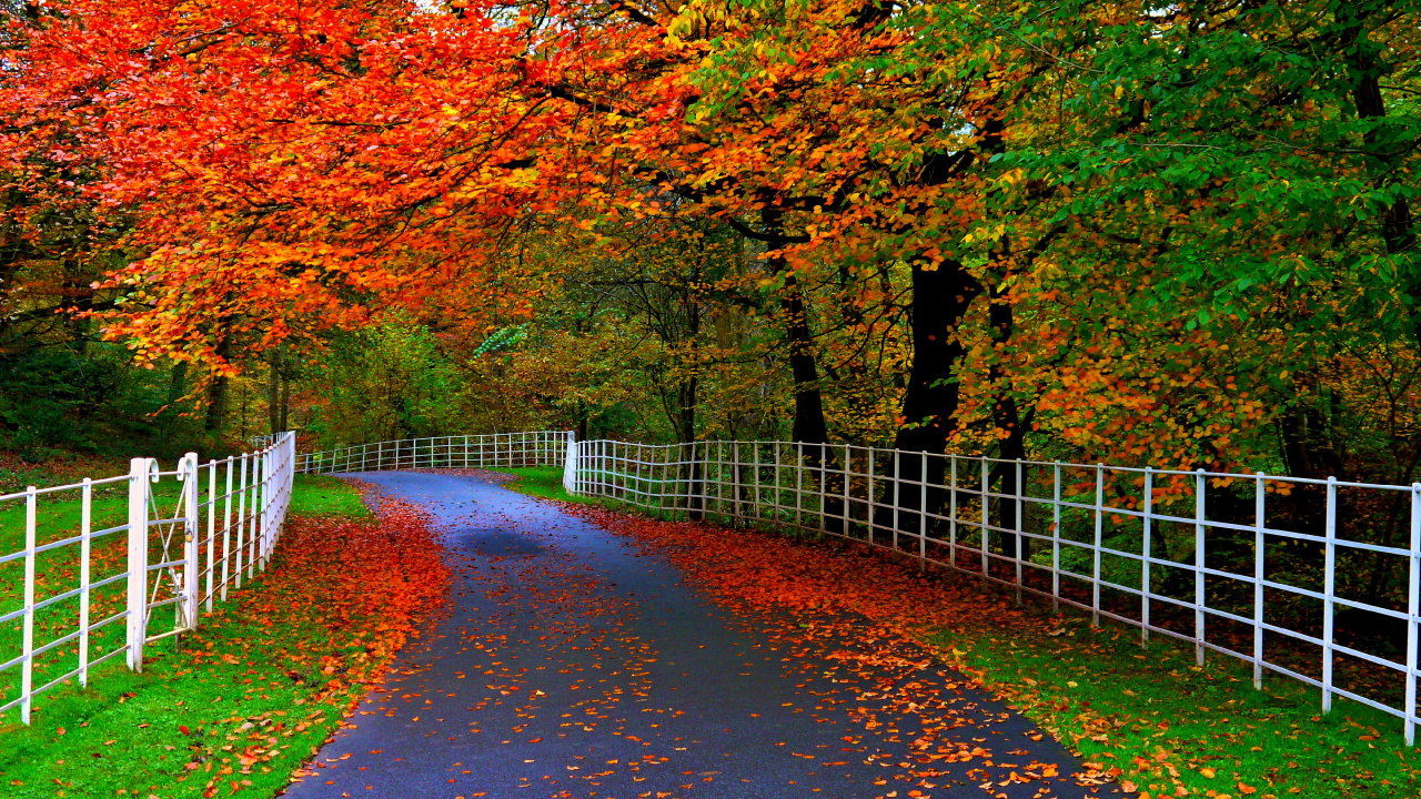 Brown Pathway Between Brown Trees. Wallpaper in 1280x720 Resolution