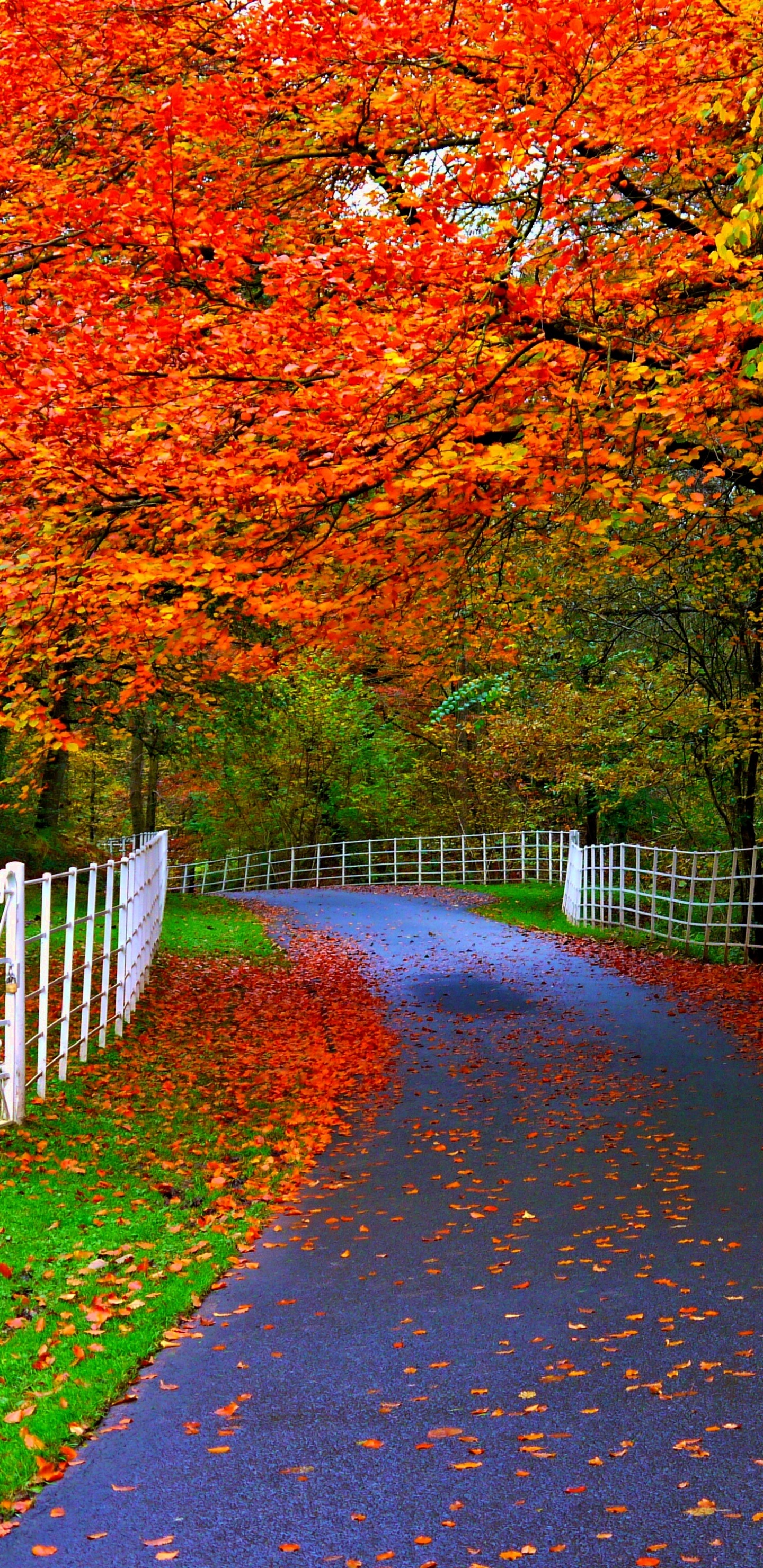 Brown Pathway Between Brown Trees. Wallpaper in 1440x2960 Resolution