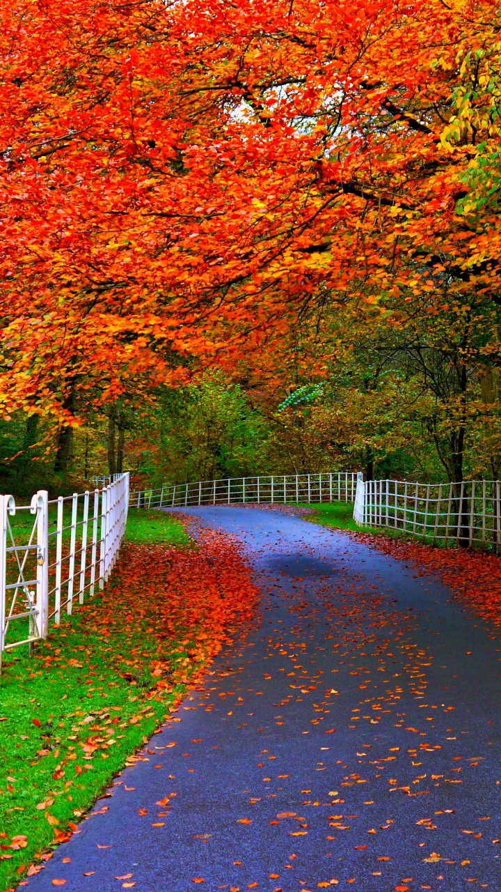 Brown Pathway Between Brown Trees. Wallpaper in 720x1280 Resolution