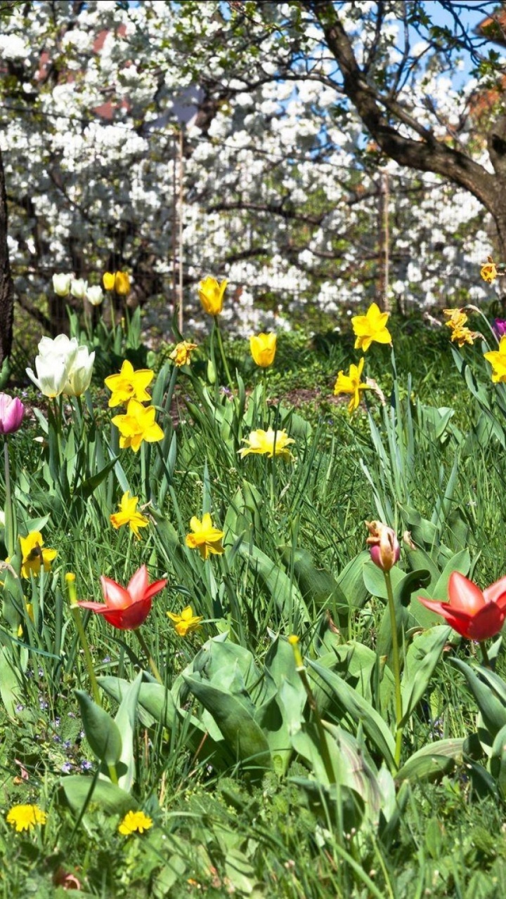 Flor Roja y Amarilla Junto al Árbol Marrón. Wallpaper in 720x1280 Resolution