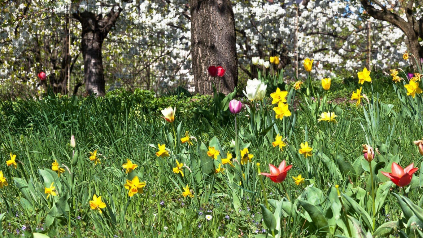 Red and Yellow Flower Beside Brown Tree. Wallpaper in 1366x768 Resolution