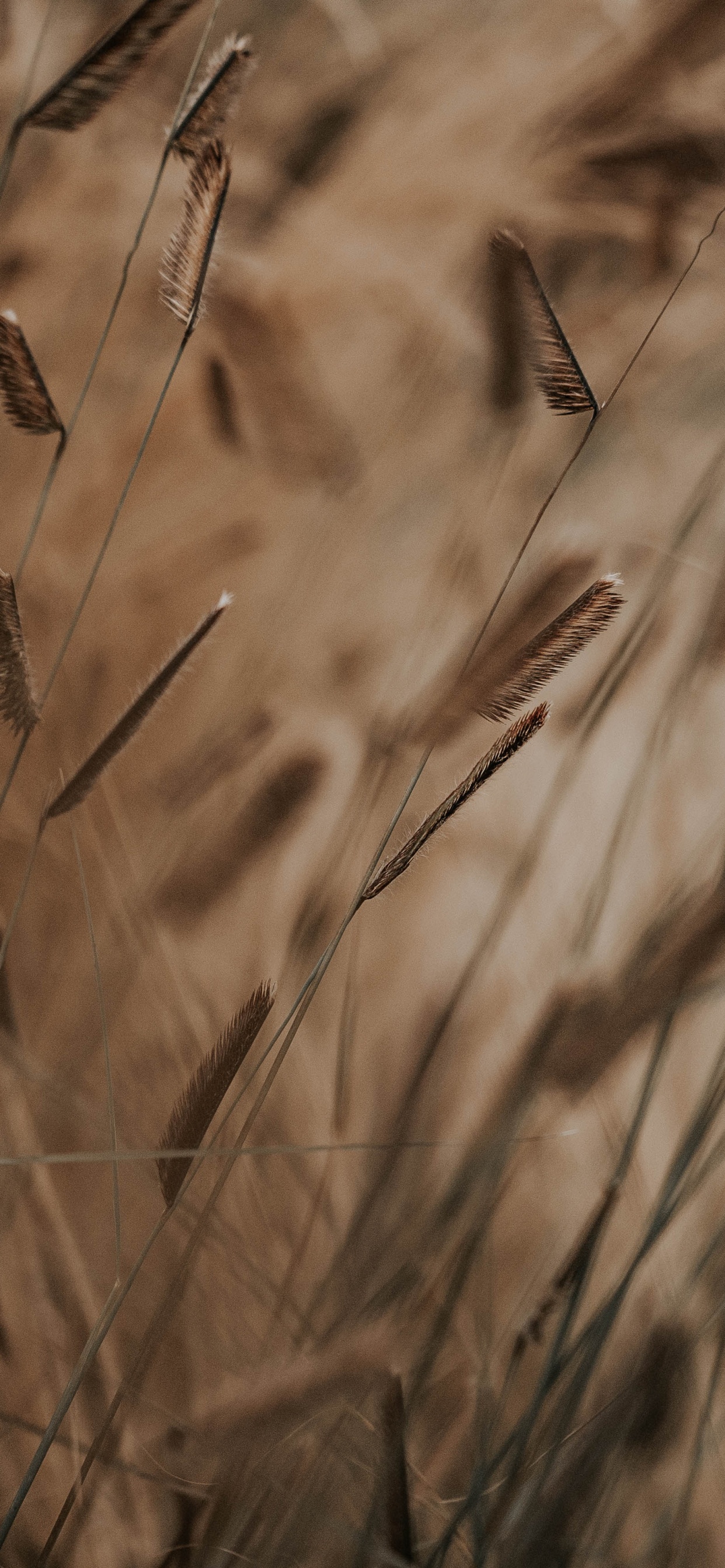 Plant Stem, Grass, Brown, Grass Family, Plant. Wallpaper in 1242x2688 Resolution