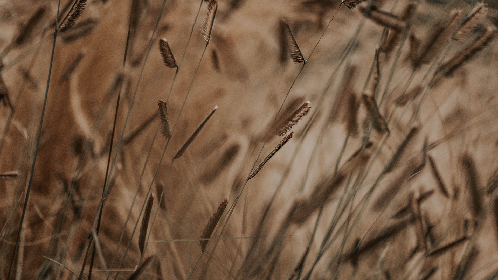 Plant Stem, Grass, Brown, Grass Family, Plant. Wallpaper in 1920x1080 Resolution