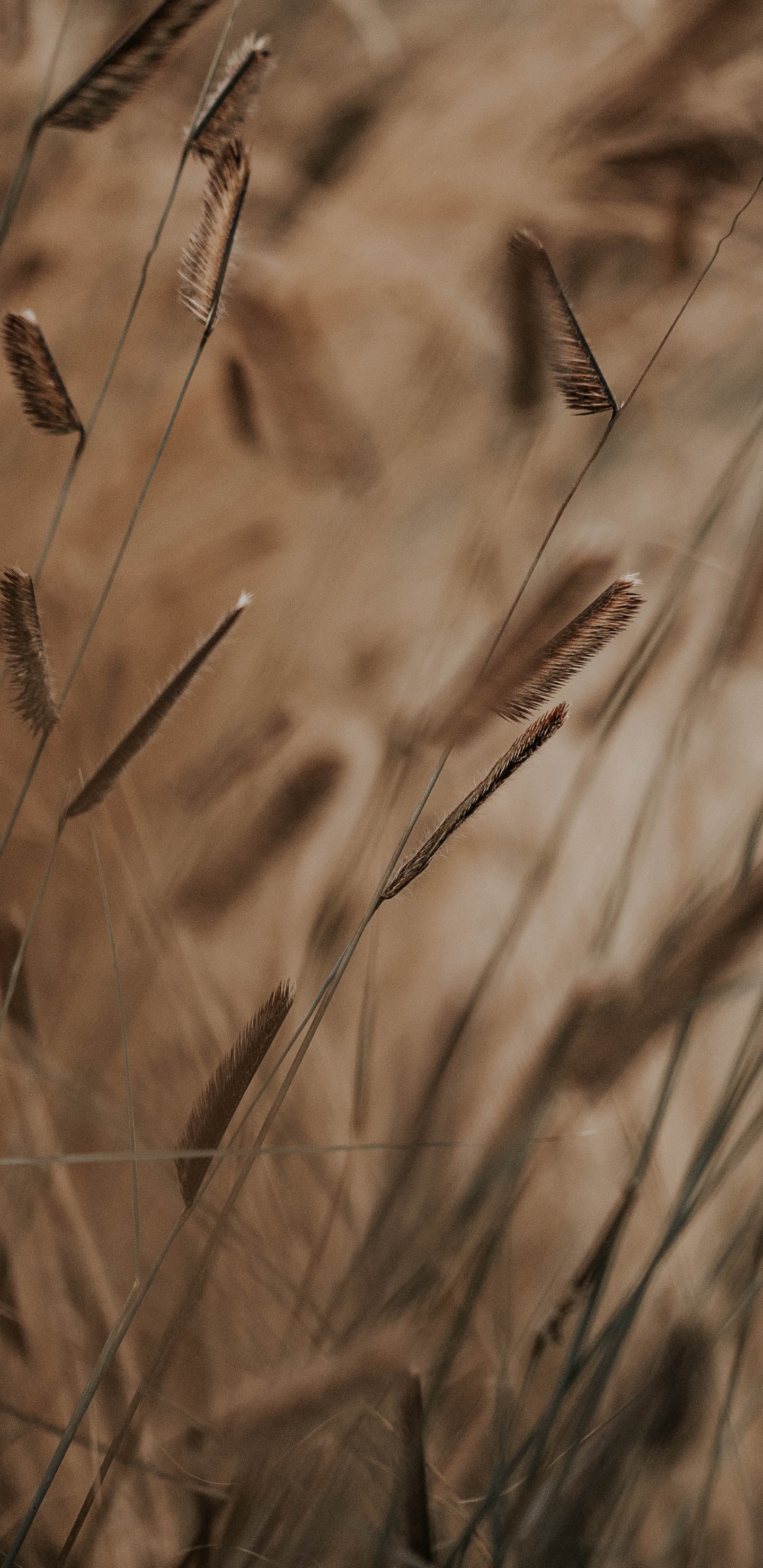 Tallo de la Planta, Morena, Hierba de la Familia, Phragmites, Adaptación. Wallpaper in 1440x2960 Resolution