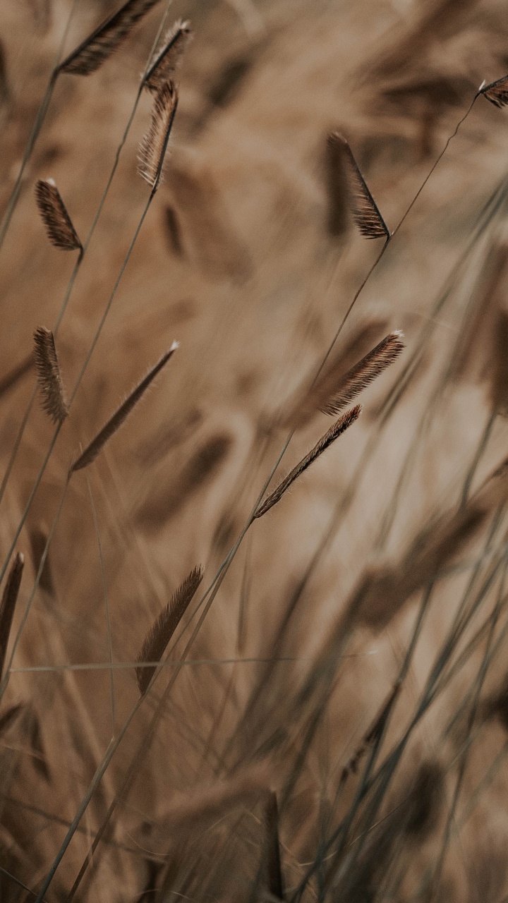 Tallo de la Planta, Morena, Hierba de la Familia, Phragmites, Adaptación. Wallpaper in 720x1280 Resolution